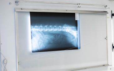 Hautdiagnostik 